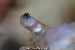 Humble Goby's meal / Goby munching on a meager meal of oc... by James Deverich 